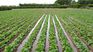 aru highlights irrigation policies, but warns that they are insufficient aru highlights irrigation policies, but warns that they are insufficient