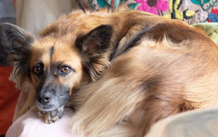 ámbito.com | Mascota Perro alergias alimento.jpg