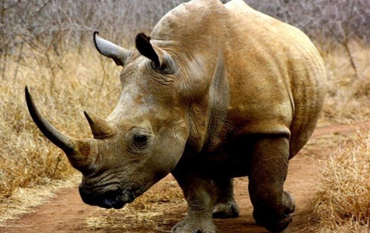Primer cuerno de rinoceronte NFT vendido por unos 6.800 dolares en Sudáfrica