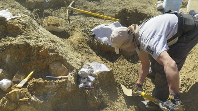 Investigadores del Conicet descubrieron una nueva especie marina que convivió con los dinosaurios.