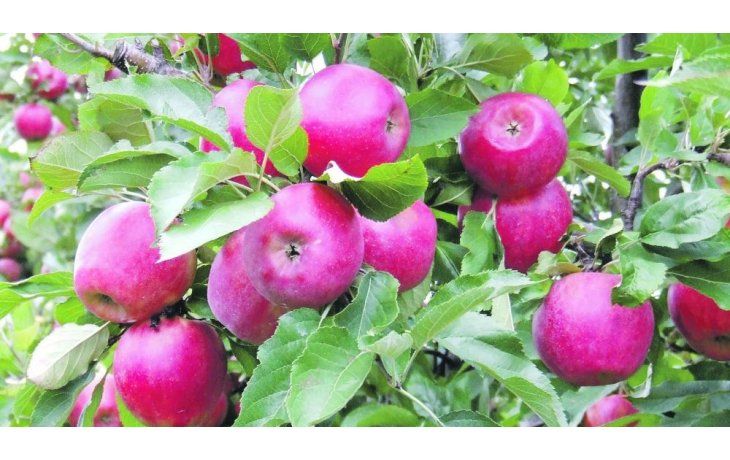 ámbito.com | Importados. La llegada de manzanas chilenas complica a productores de Río Negro. San Juan encabeza cruzada de protección del vino nacional.