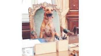 Balcarce, la célebre mascota de Macri, en la Casa Rosada. Se discutió sobre si era el  primer animal en llegar allí.