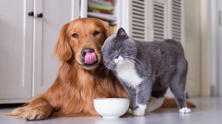 Compositor nicotina sobresalir Mascotas: tips y recomendaciones para dueños primerizos de gatos y perros