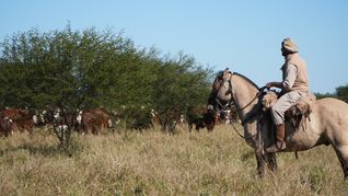 Además de las tierras, la compra incluye 4.000 animales de raza Brangus colorado, utilizados para la producción de carne.