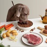 Darle comida casera a perros: que dicen los expertos sobre esto. Darle comida casera a perros: que dicen los expertos sobre esto.