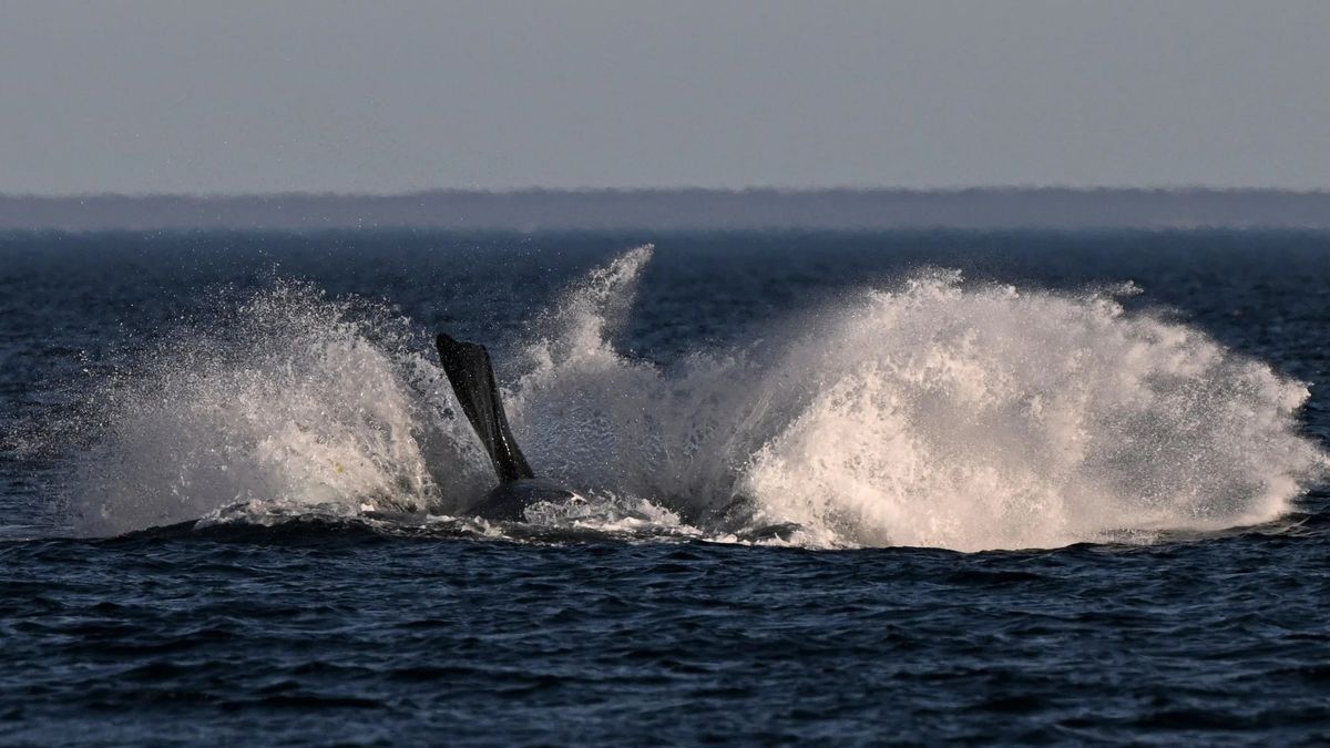 They collided with a whale in the Pacific and sank: they managed to survive