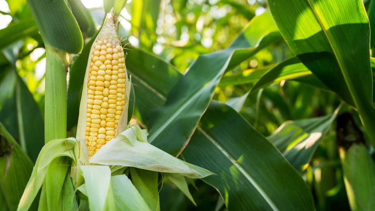 Turnaround in the corn campaign: from high expectations to a sharp deterioration in the last month