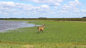 Parque Nacional Ciervo de los Pantanos.