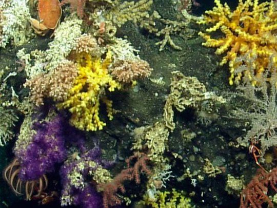 Entre los hallazgos están cuatro especies de langostas okupa, una de coral copa gigante, 10 de corales de bambú.
