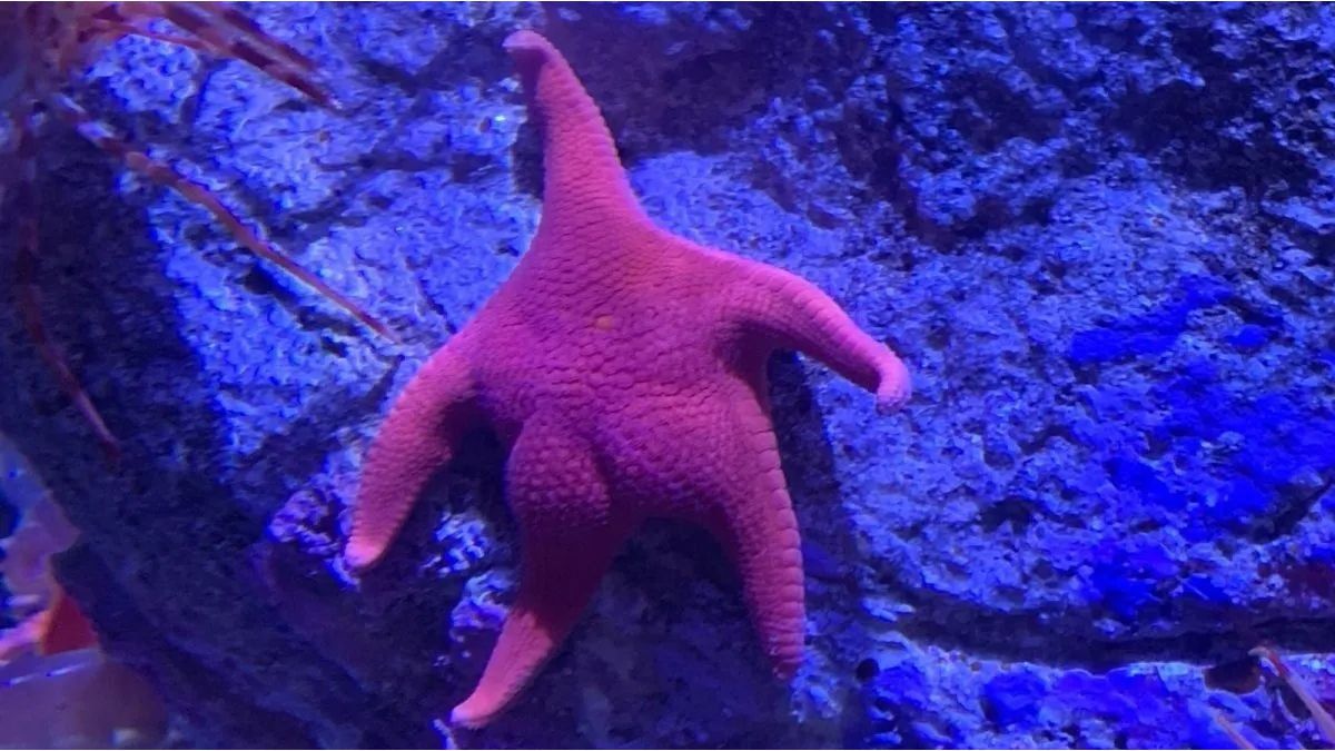 Científicos del CONICET volverán a explorar el Mar Argentino: cuándo será la nueva expedición