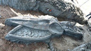 Las ballenas de Bryde, a veces conocidas como ballenas tropicales por su preferencia por aguas más cálidas, se encuentran en zonas costeras de los océanos Índico, Pacífico y Atlántico, incluido el Golfo de Tailandia.