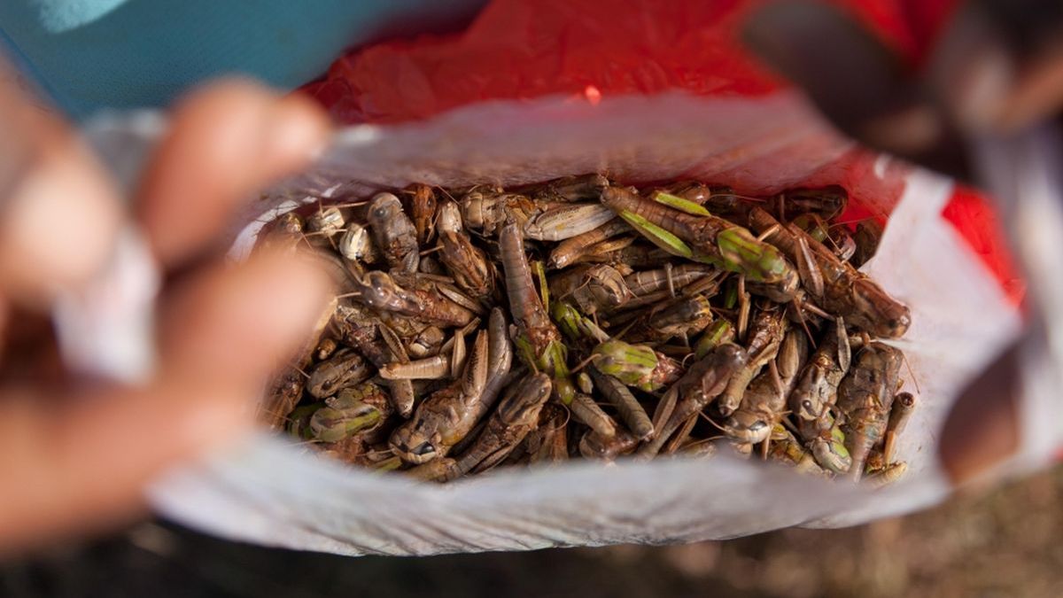 Insect-based foods advance: the economic factor and the impact for the sustainability of the Earth