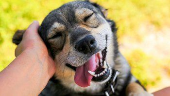 mascotas: que hacer con tu perro cuando hace calor