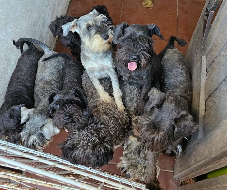 Algunos cachorros presentaban signos de crueldad y posibles maniobras abusivas, como el corte de cuerdas vocales. Algunos cachorros presentaban signos de crueldad y posibles maniobras abusivas, como el corte de cuerdas vocales.