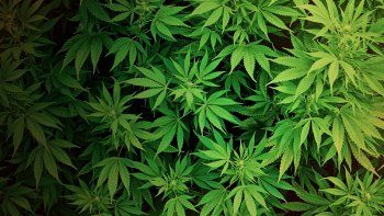 guino por despenalizacion de las drogas: el dano que causa la marihuana es menor que el alcohol