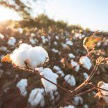 Fundada en 2002 en Charata, Italar comenzó como prestadora de servicios agrícolas, para luego expandirse a la producción propia de maíz, soja, girasol y algodón. Fundada en 2002 en Charata, Italar comenzó como prestadora de servicios agrícolas, para luego expandirse a la producción propia de maíz, soja, girasol y algodón.