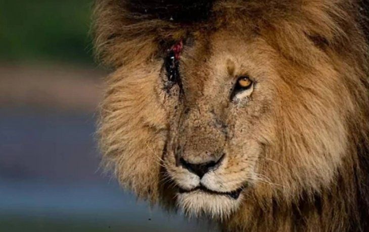 Murió el león más famoso del mundo, Scarface