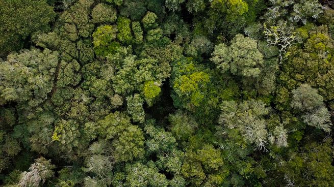 El 4,8% de la superficie de Uruguay está cubierta por bosque nativo.