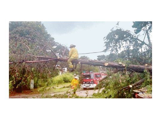 Arrasados.  Hubo vientos de hasta 100 kilómetros por hora que hicieron caer árboles y postes de luz en diversos balnearios
