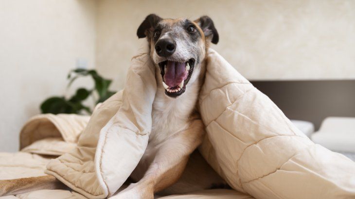 Un buen abrigo es vital para proteger su salud y felicidad. Un buen abrigo es vital para proteger su salud y felicidad.