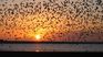 The place where birds decide to rest before migrating. The place where birds decide to rest before migrating.
