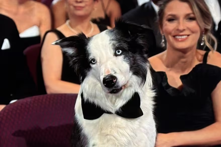 The famous dog Messi returns to the Cannes Festival as a star