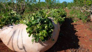 Los productores realizan una protesta para exigir mejores precios en la hoja verde.