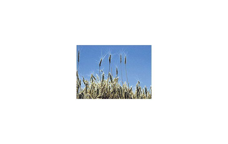 La Argentinaproduciráunos 12,5millones detoneladasdurante estacosecha, loque estimanno alcanzaráparaabastecer auno de susprincipalescompradores,Brasil.