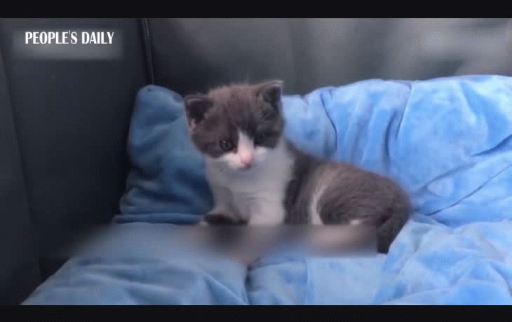 china clona por primera vez a un gato y crece la esperanza para los pandas