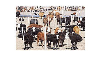 Además delas pérdidaspor exportarmenos, elsubsidio alsistena deengorde acorral (feedlot) significóuna erogacióndelEstado de$ 110millones enconcepto depago decompensacionesen2007 y de$ 550millones enlo que va de2008.