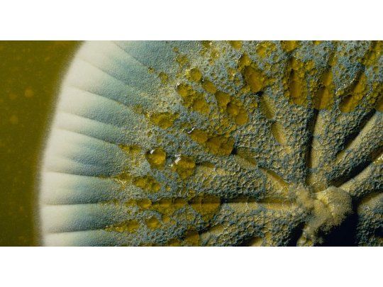 Neardentales se automedicaban con aspirina natural