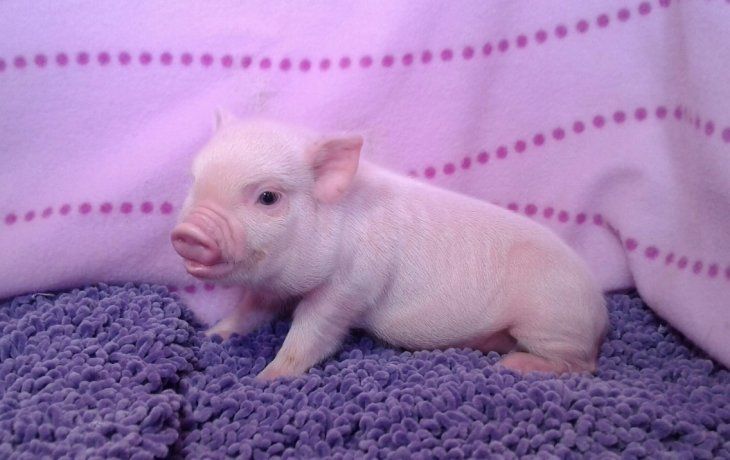 Los mini pigs son cada vez más populares.