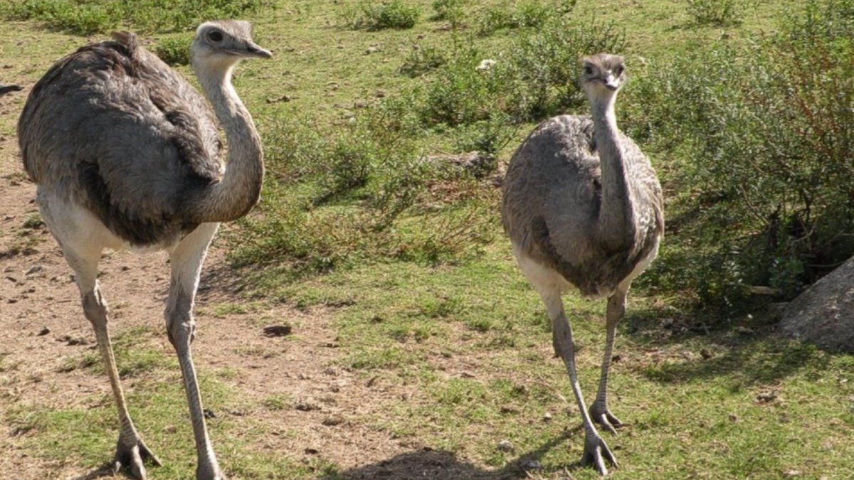Two men were sentenced for hunting rheas in a field