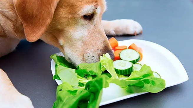 Es recomendable no alimentar a los perros con ciertas frutas y vegetales.&nbsp;