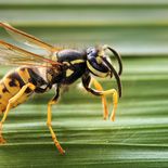 El ataque provocó la muerte de la víctima al cabo de 15 minutos. El ataque provocó la muerte de la víctima al cabo de 15 minutos.