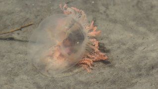 La prevención, la observación y el respeto a las indicaciones oficiales siguen siendo las herramientas más efectivas para el cuidado de la salud. La prevención, la observación y el respeto a las indicaciones oficiales siguen siendo las herramientas más efectivas para el cuidado de la salud.