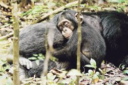 CHIMPANCÉS CHIMPANCÉS