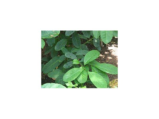 Mantienen valores para la materia prima de la yerba mate