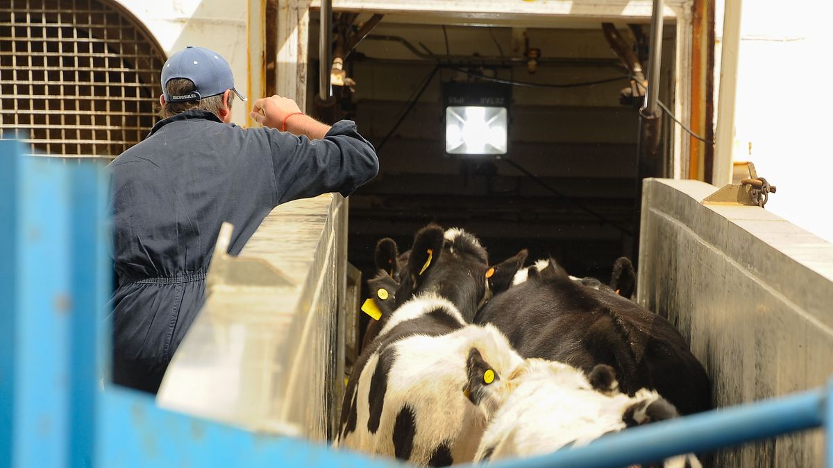 Live cattle exports increased by 272% in 2023