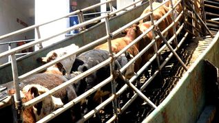 El Spiridon II estuvo dos meses varado en Turquía. El Spiridon II estuvo dos meses varado en Turquía.