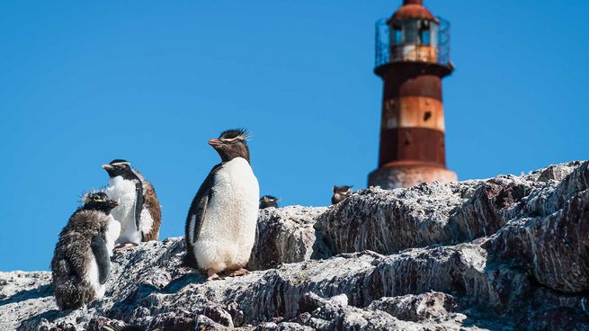 El turismo de la provincia de Santa Cruz tiene destinos ideales para apreciar la fauna marítima.