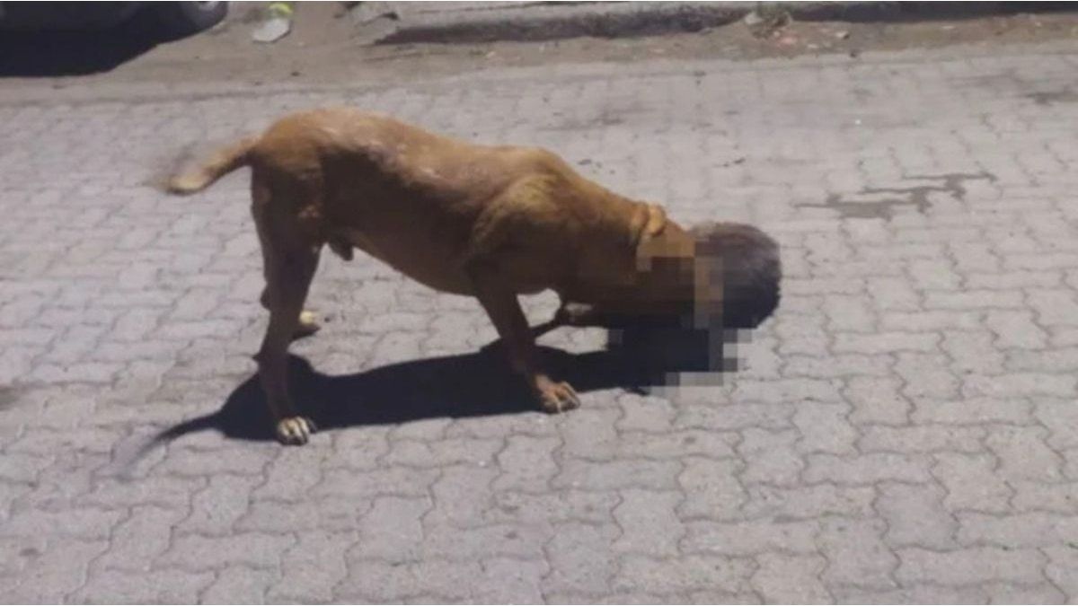 A Pitbull killed nine pets and bit three neighbors