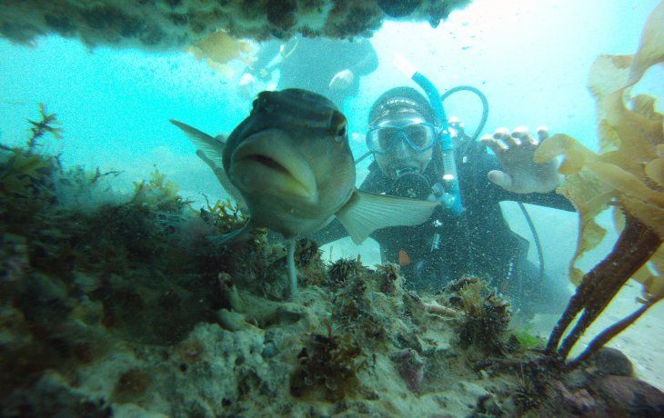 Puerto Madryn es reconocida internacionalmente como la Capital del Buceo en la Argentina.