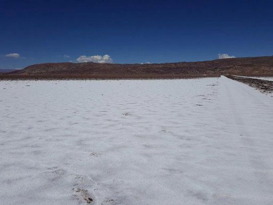 salar.webp