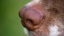 perfect sense of smell: these are the 6 aromas that your dog hates