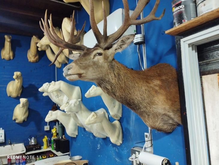 Taxidermias de animales exóticos provenientes de América, Asia y África fueron incautadas en el operativo. Taxidermias de animales exóticos provenientes de América, Asia y África fueron incautadas en el operativo.