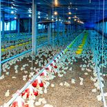 Uruguay retoma las exportaciones de garra de pollo a Hong Kong. Uruguay retoma las exportaciones de garra de pollo a Hong Kong.