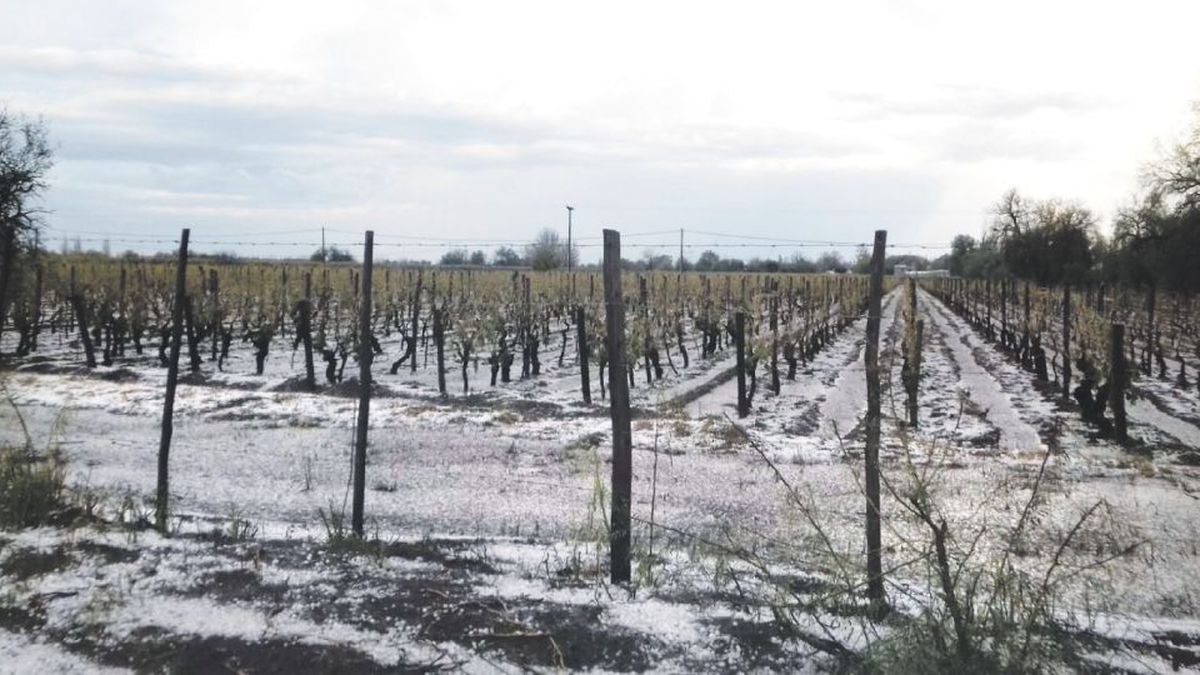 The Ministry of Agriculture declared a national agricultural emergency in Mendoza The Ministry of Agriculture declared a national agricultural emergency in Mendoza