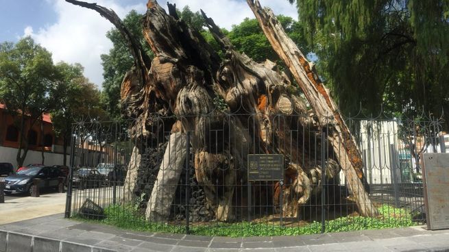 En 1980 se incendia la zona de Tacuba donde se encuentra el árbol de la noche triste, bajo el cual Hernán Cortés lloró su derrota ante los mexicas.