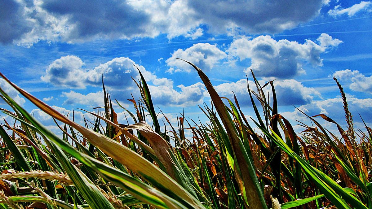 La Niña and lack of rain puts record harvest projections at risk